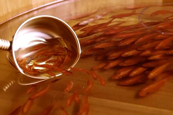 لوحات ثلاثية الأبعاد للسمك الذهبي